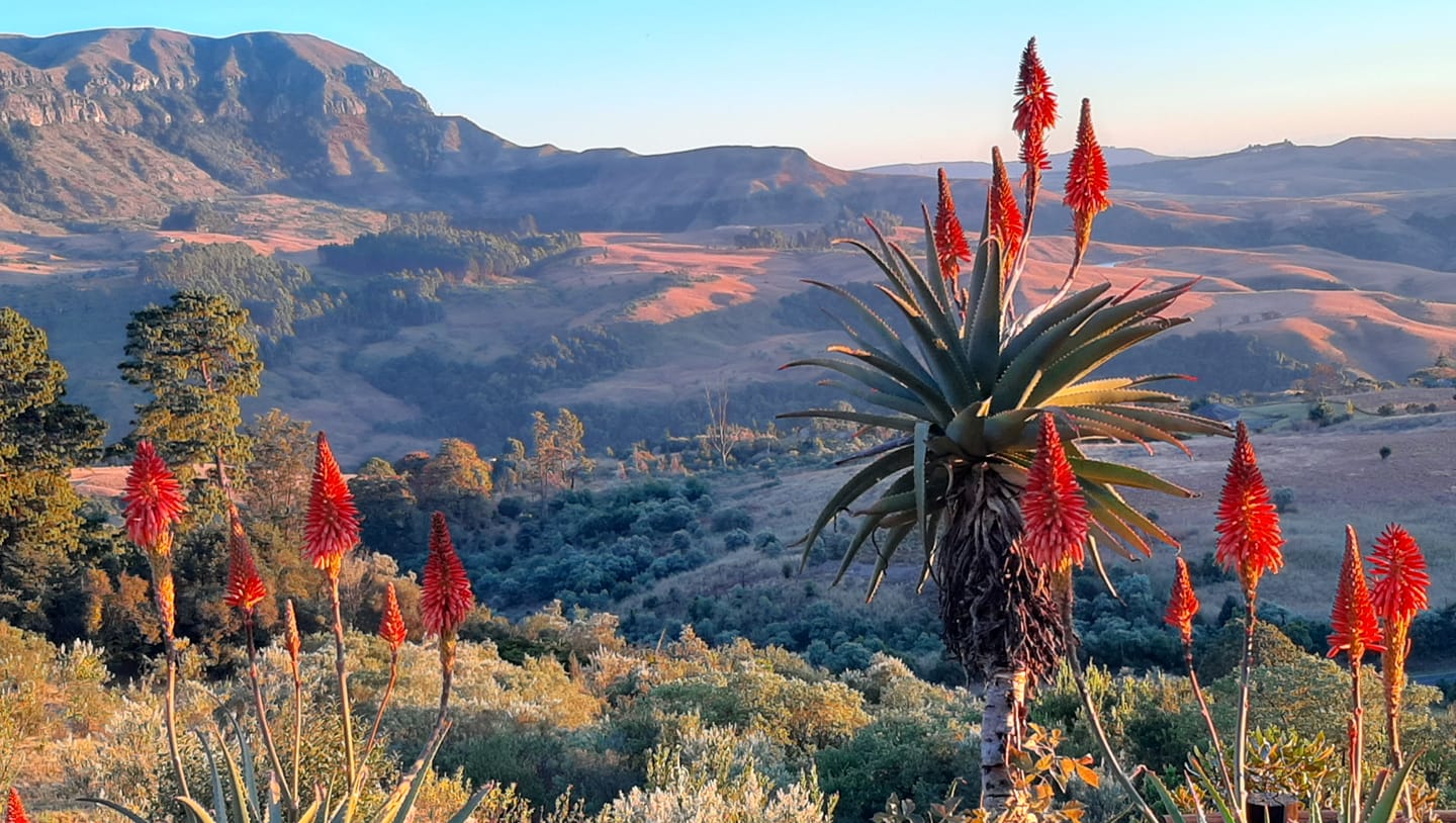 Indigenous flora of the Southern Drakensberg Mountains